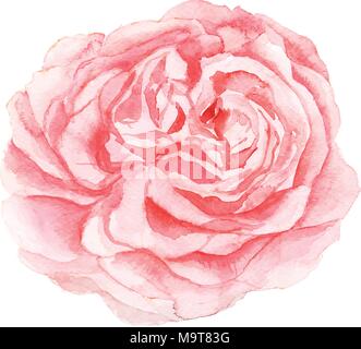 La peinture de fleur rose aquarelle isolé sur fond blanc Illustration de Vecteur