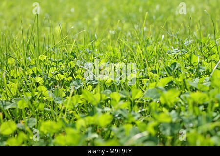 Arrière-plan de trèfle close up. Arrière-plan de printemps Banque D'Images
