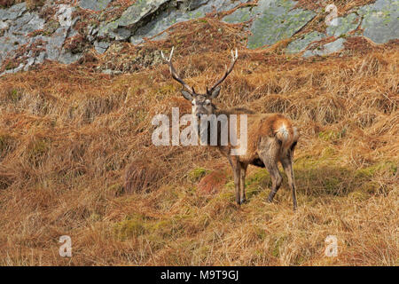 Red Deer Stag sur Jura Hébrides intérieures Banque D'Images