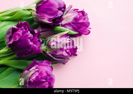 Tulipes ultraviolet violet sur fond rose avec place pour le texte. Les mères, Saint Valentin, journée de la femme et l'accueil concept. Modèle de page maquette mise en page Banque D'Images