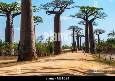 La célèbre allée des Baobabs près de Morondava à Madagascar Banque D'Images