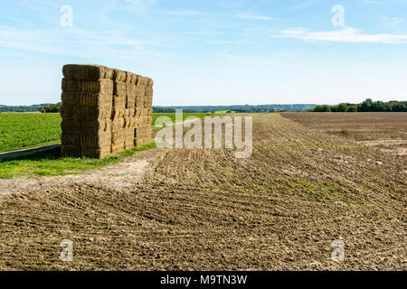Au début de l'automne, après la récolte des céréales, les tiges de blé sec sont réunis dans des bottes de paille qui sont ensuite empilés dans le champ avant de bein Banque D'Images