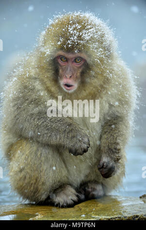 Snow monkey. Le macaque japonais ( Nom scientifique : Macaca fuscata), également connu sous le nom de snow monkey. Banque D'Images