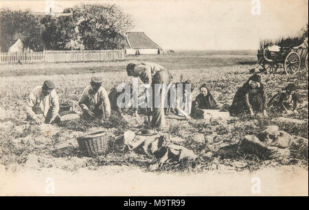 Les Pays-bas-vers 1904-historique carte postale de 1904 avec journaliers qui déterrent les pommes de terre sur l'île de Terschelling aux Pays-Bas Banque D'Images