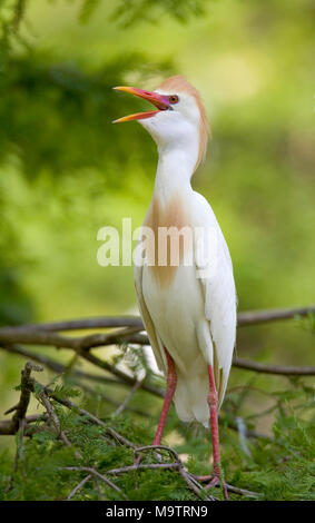 Héron garde-boeufs (Bubulcus ibis), dans une rookerie étang à Silver Creek, dans le sud-ouest de l'Alabama Banque D'Images