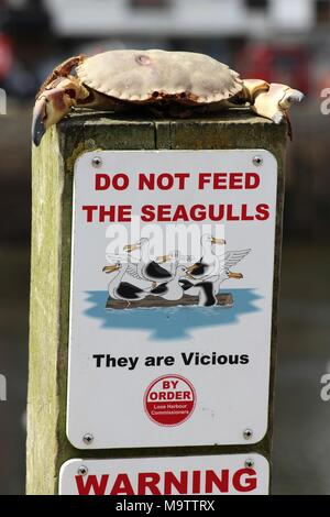 Ne pas nourrir Mouette signe avec du crabe en poster, littoral, UK Banque D'Images