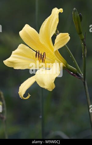 L'hémérocalle (Hemerocallis lilioasphodelus jaune). Aussi connu comme jour de Citron Citron-lily, Lily et sa crème anglaise Lily. Un autre nom scientifique est Hemerocallis flav Banque D'Images