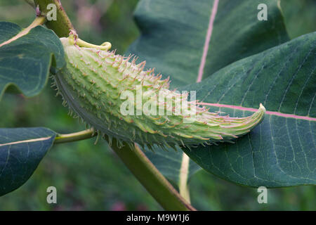 L'asclépiade commune (Asclepias syriaca). Connu aussi sous le nom de Fleur Papillon, Silkweed, soyeux avaler-millepertuis et Virginia Silkweed. Banque D'Images