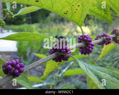 Berry cute tree frog !. Berry cute tree frog ! Banque D'Images