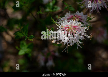 Periclymenoides Rhododendron, communément appelé azalea rose et pinxter fleur, est une espèce d'arbuste de la famille des éricacées. Banque D'Images