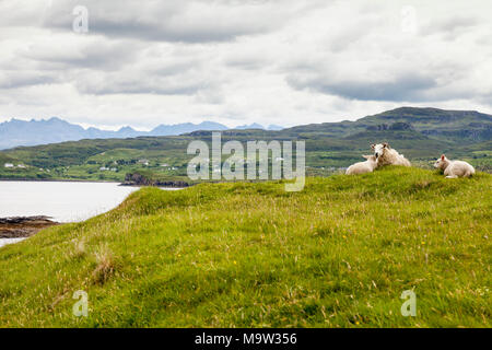 Moutons sur l'île de marée de l'Oronsay, des fouilleurs clandestins, utilisant le Loch, côte ouest de Skye, en Ecosse Banque D'Images