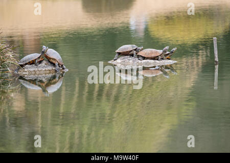 Les tortues marines au jardin Kiyosumi Teien, Tokyo, Japon Banque D'Images