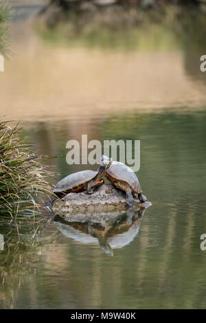 Les tortues marines au jardin Kiyosumi Teien, Tokyo, Japon Banque D'Images