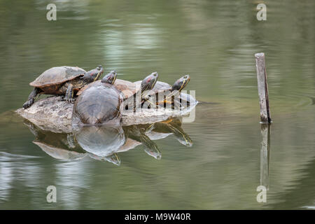 Les tortues marines au jardin Kiyosumi Teien, Tokyo, Japon Banque D'Images