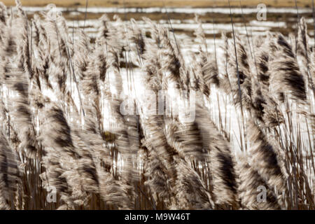 Roseaux dans le vent. RSPB Frampton Marsh, Frampton, Boston, Lincolnshire, Angleterre, FR, UK, Europe. Banque D'Images