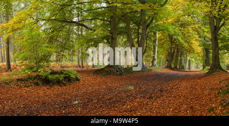 Vue panoramique sur la longue avenue hêtre antique au début de l'automne dans Harlestone Firs sur le bord de Northampton, en Angleterre. Banque D'Images