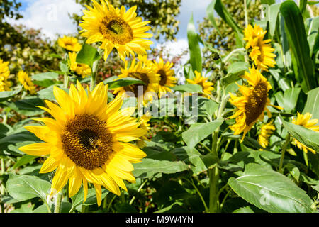 Vue générale de tournesols dans un champ avec une abeille collecte de nectar de fleurs la de la fleur à l'avant-plan. Banque D'Images