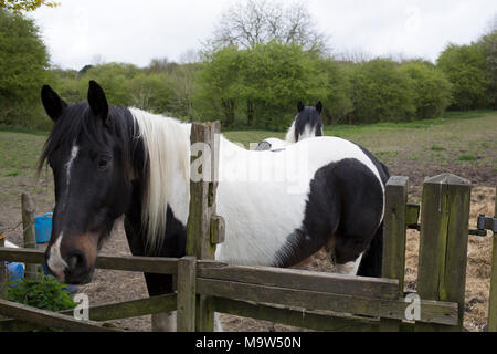 Chevaux sur la façon de calcaire Dudley, Birmingham, Angleterre, Royaume-Uni. Le chemin de pierre calcaire Pierre Tournier à Dudley est un itinéraire le long de quatre collines calcaires : Castle Hill, Wren's Nest, Hurst Hill Pierre Tournier et balise. Les mines et les carrières de la roche a eu lieu au cours des siècles. L'origine des roches se trouve à plus de 400 millions d'années dans la période silurienne, la création d'un espace de signification géologique. La région de Dudley, et une grande partie de la région des Midlands, était à l'époque couverte par une mer tropicale peu profonde. Peu à peu, les coquilles des créatures de mer se sont installés sur la boue riche en chaux de la mer.. Dans le temps cette boue bec Banque D'Images