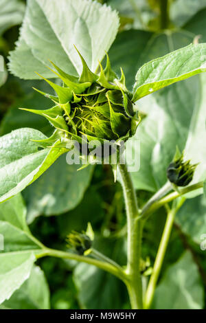 Vue rapprochée de bourgeons immatures d'une plante de tournesol. Banque D'Images