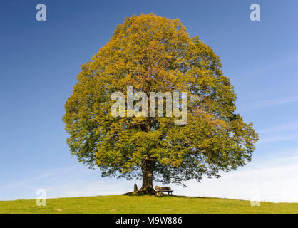 Seul Gros linden tree in field with perfect treetop Banque D'Images