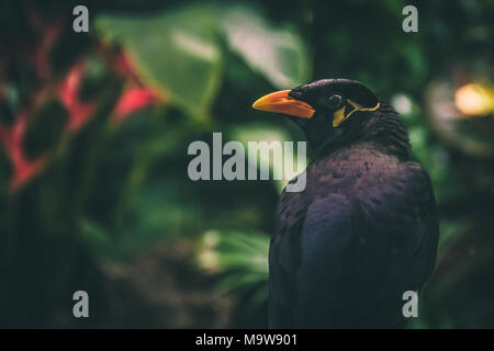 Hill Myna commun avec l'arrière-plan de plantation Banque D'Images