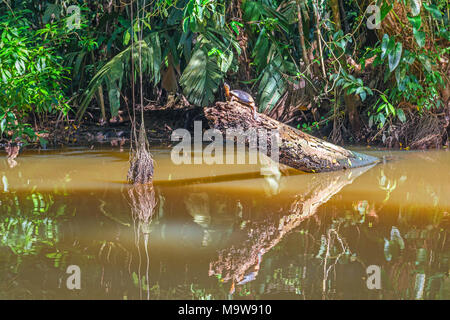 La rivière Black (tortue Rhinoclemmys funerea) à l'intérieur du parc national de Tortuguero rainforest par la côte caraïbe du Costa Rica, Amérique centrale. Banque D'Images