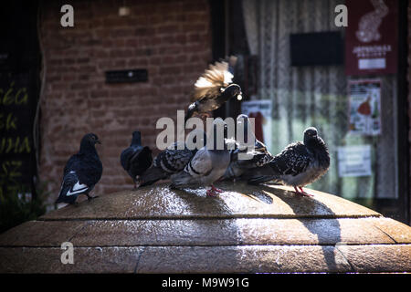 Troupeaux de pigeon au sommet d'une petite fontaine à Debrecen Hongrie Banque D'Images