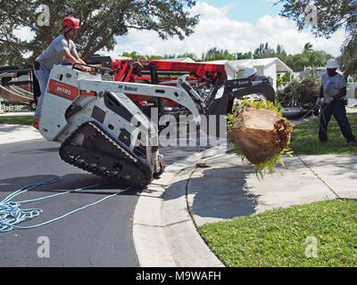 Ouvriers Déposer Palmier endommagées par l'ouragan l'Irma, en Floride, 2017 © Katharine Andriotis Banque D'Images