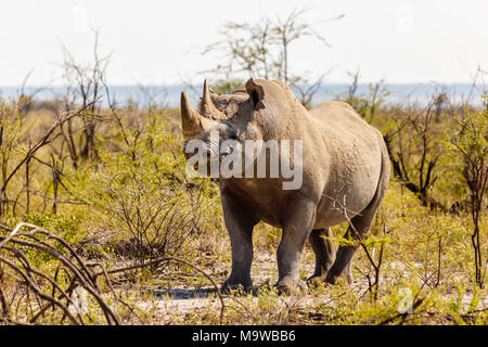 Rhinocéros blanc, Ceratotherium simum, Etosha Nationalpark, Namibie Banque D'Images