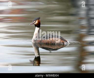 Grèbe huppé la baignade dans le canal de la Netteté Gloucestershire UK Banque D'Images