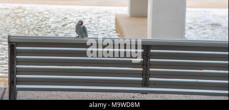 Perroquet à collier perché sur banc à Darwin, Australie Banque D'Images