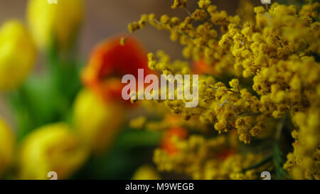 Mimosa jaune close-up. Tulipes rouges et jaunes dans le Defocus. Floral background. L'humeur du printemps. Bouquet de fleurs pour la maison de vacances Banque D'Images