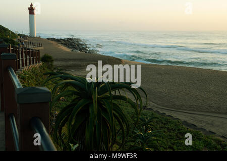 Durban, le KwaZulu-Natal, Afrique du Sud, des dunes de l'Aloès, Aloe thraskii, les plantes grasses croissant le long de la promenade de plage d'Umhlanga Rocks, paysage Banque D'Images