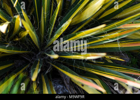 Feuilles de yucca variegata dans le soleil Banque D'Images