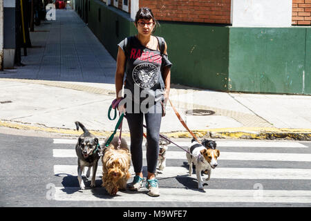 Buenos Aires Argentina,Recoleta,quartier,marcheur de chien,laisse,animaux,femme femmes,croisant rue,hispanique,ARG171130187 Banque D'Images