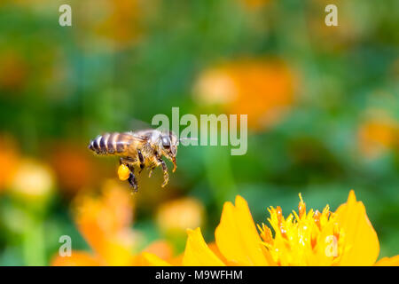 Flying bee sirop de chasse dans le jardin Banque D'Images