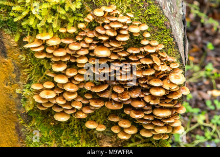 L'Armillaria mellea, Miel Champignon dans Kahurangi National Park, South Island, New Zealand Banque D'Images