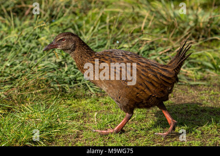 Gallirallus australis Weka, dans le parc national de Kahurangi, île du Sud, Nouvelle-Zélande Banque D'Images