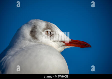 Close-up portrait de Chef d'une mouette rieuse (Chroicocephalus ridibundus) en hiver Banque D'Images