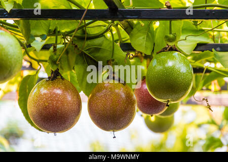 Plusieurs fruits de la passion (Passiflora edulis) sont accrochés sur une plante en attente de récolte. Banque D'Images