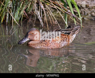 Rouge argentin Canard souchet (Anas platalea) mâle Banque D'Images