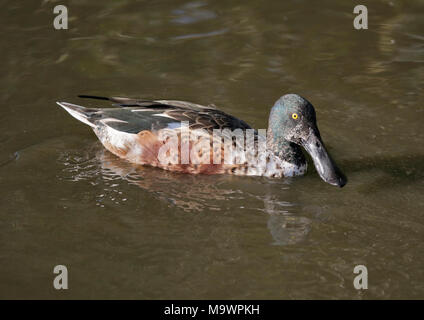 Canard souchet (Anas rhynchotis Australasian) Banque D'Images