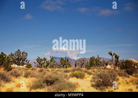Forêt de petits arbres Joshua avec une montagne en arrière-plan dans un paysage au Nevada Banque D'Images