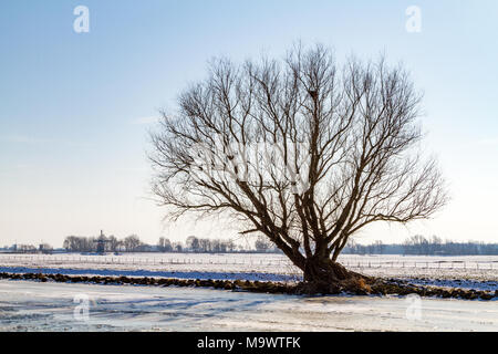 Lonely tree sans les feuilles sur le bord d'un canal gelé au De Kaag aux Pays-Bas. Banque D'Images