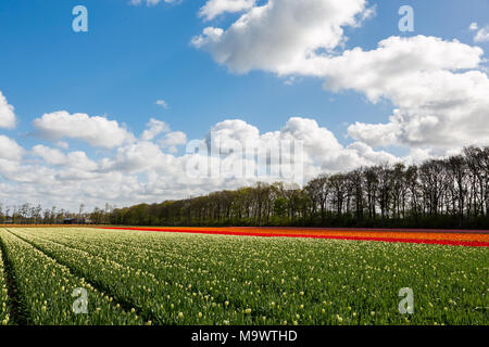 Un champ de tulipes colorées en bleu et ciel nuageux près du village lisse dans les Pays-Bas. Banque D'Images