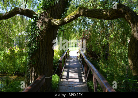 Saule pleureur avec passerelle surplombant la direction générale au-dessus de l'eau dans les jardins du Palais de l'évêque, puits, UK Banque D'Images