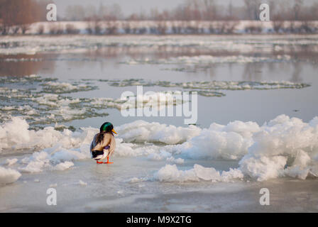 Mallard drake tout seul sur la glace. Banque D'Images