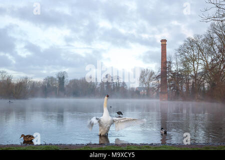 Kidderminster, UK. 29 mars, 2018. Météo France : le soleil tôt le matin brise les nuages dans le Worcestershire. Le bleu du ciel ne sont qu'à peine visible comme une brume commence à relever de cette piscine de la faune. Un cygne muet sort de l'eau, qui s'étend ses ailes après une brève séance de toilettage. Dans l'arrière-plan une pile haute cheminée désaffectée, jette une longue réflexion sur la piscine calme, toujours. Credit : Lee Hudson/Alamy Live News Banque D'Images