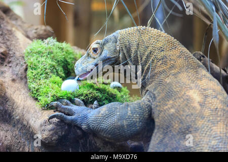 ZSL Zoo de Londres, Royaume-Uni. 29 Mar 2018. Ganas, le ZSL London Zoo résident de Komodo (Varanus komodoensis, également appelé moniteur de Komodo), est un festin - sur delicious oeufs frais cachés dans l'Attenborough Komodo Chambre. De zoos ont bombardé sur un ovule-stravagant surprise pour ZSL London Zoo des animaux pour profiter de cette semaine - que le pays s'apprête à célébrer le week-end de Pâques. . Credit : Imageplotter News et Sports/Alamy Live News Banque D'Images