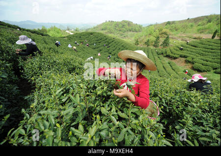 Guiyang, dans la province du Guizhou en Chine. Mar 29, 2018. Les agriculteurs choisir les feuilles de thé dans la région de Guanshanhu District de Guiyang, province du Guizhou, au sud-ouest de la Chine, le 29 mars 2018. Les agriculteurs sont occupés à la récolte des feuilles de thé avant de le Festival Qingming pour produire les Mingqian (littéralement "pré-Qingming') plateau, qui sont faites de la toute première plateau pousses au printemps et considéré comme de haute qualité. Crédit : Yang Wenbin/Xinhua/Alamy Live News Banque D'Images